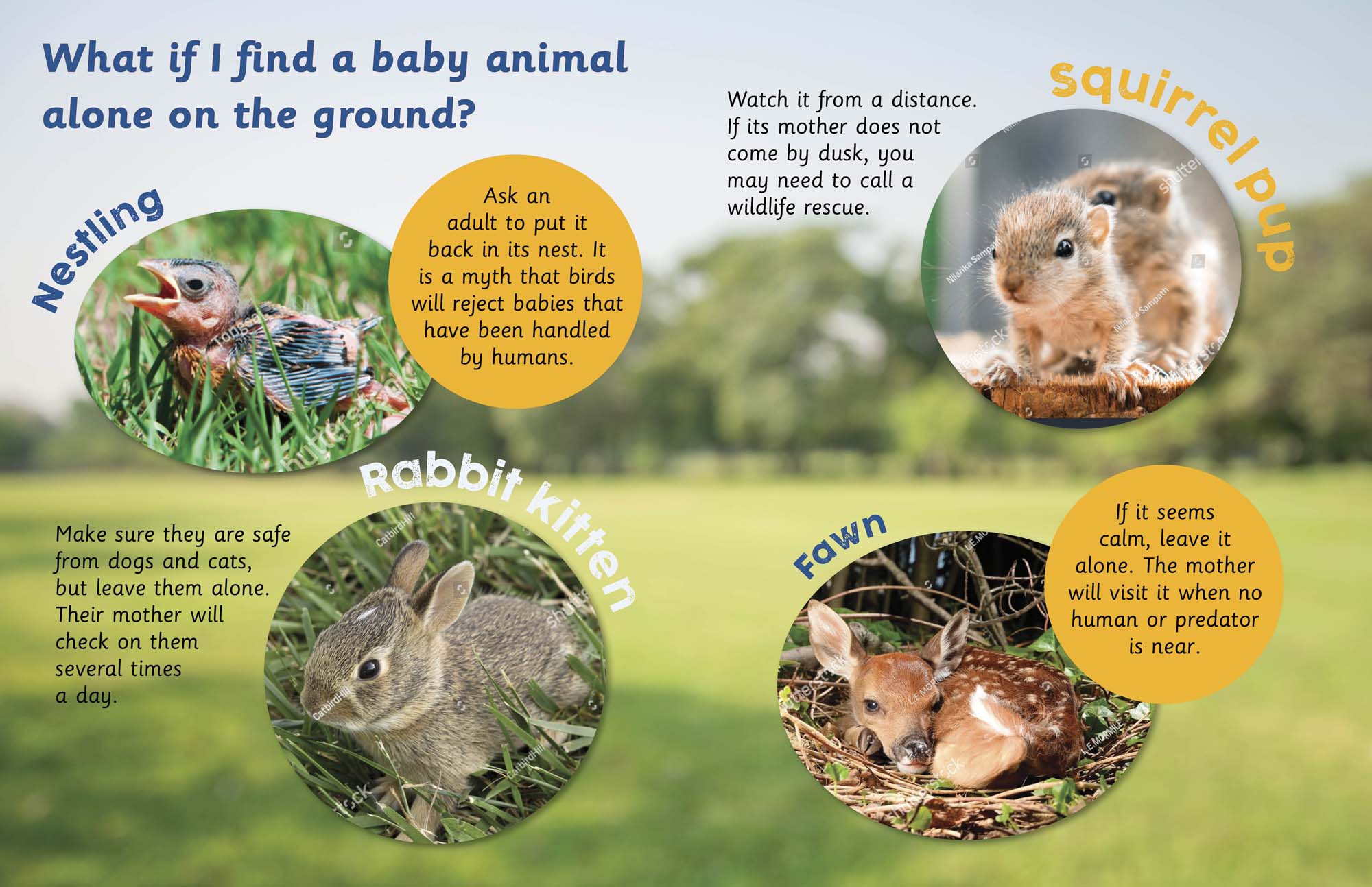 Image: sample content