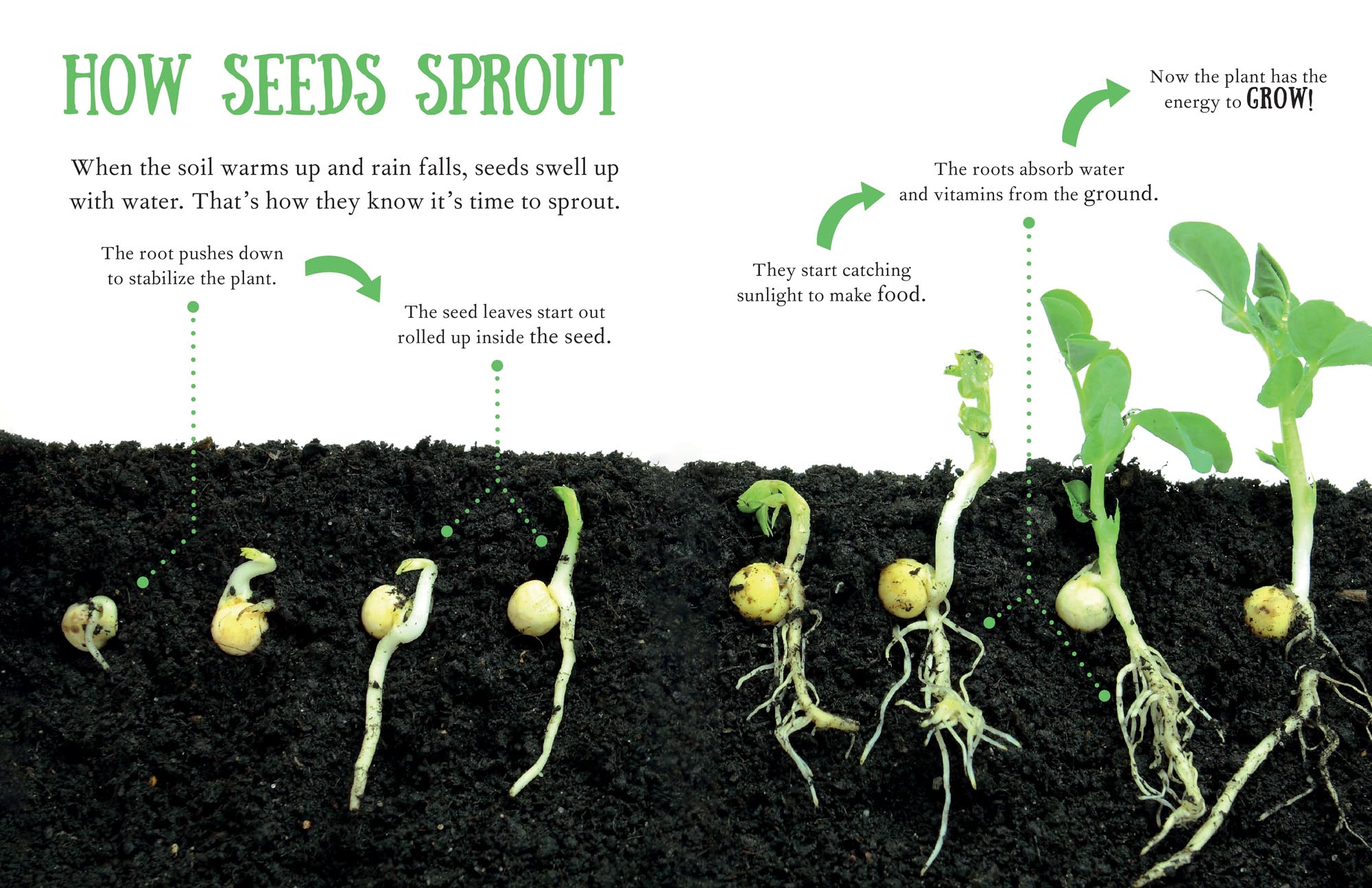 Image: sample content