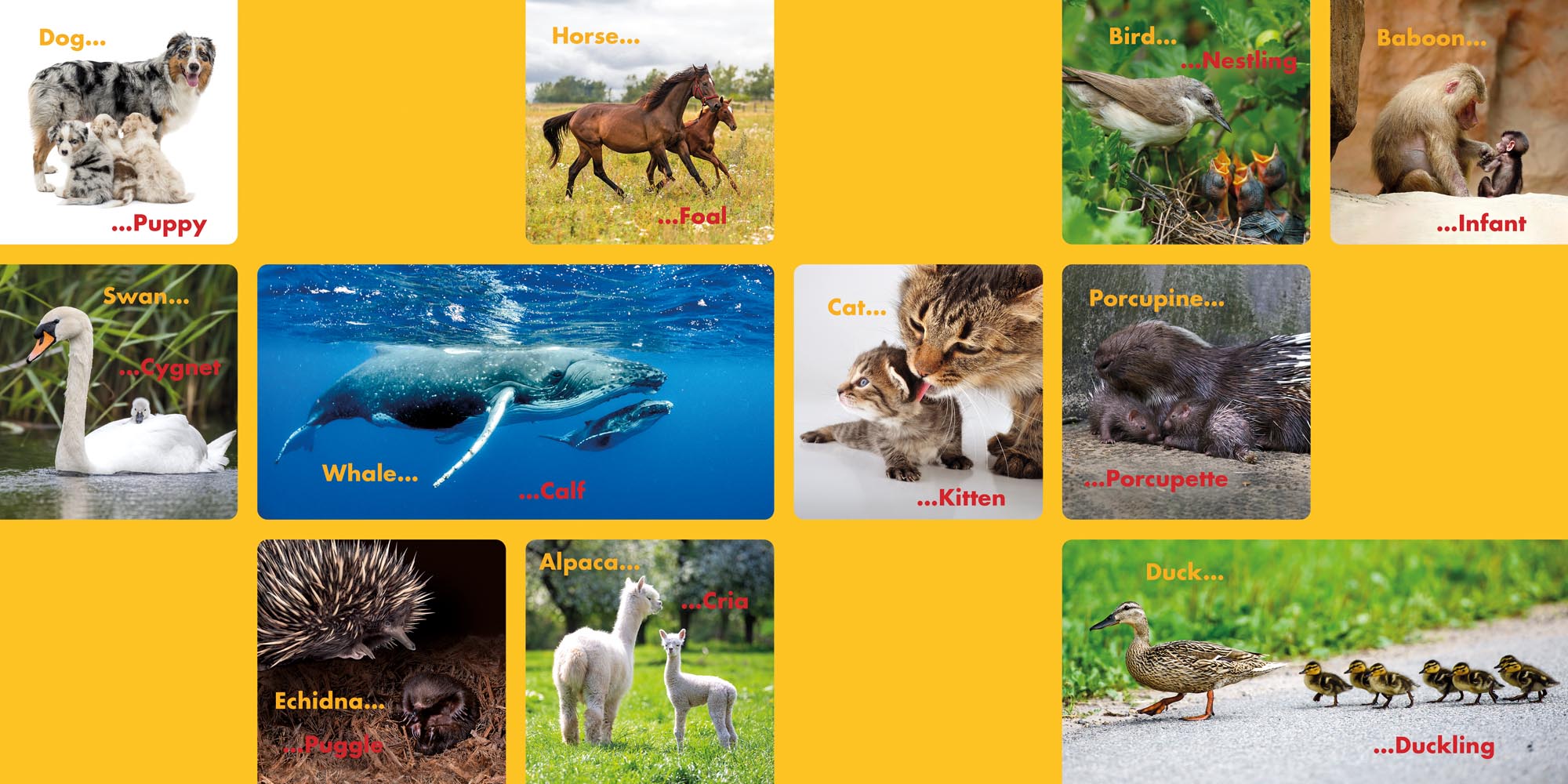 Image: sample content